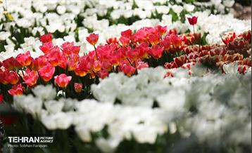 باغ ایرانی میزبان لاله‌ها 24