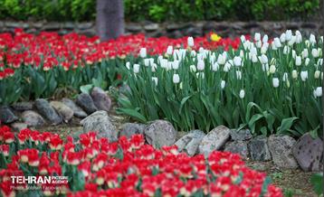 لاله‌ها میهمان باغ ایرانی 46