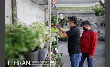 طرح گلماند در منطقه 18