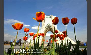 رویش گل های لاله در میدان آزادی 9