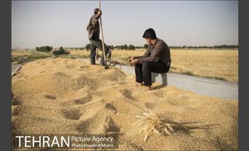 برداشت گندم در مزارع جنوب تهران‎ 2