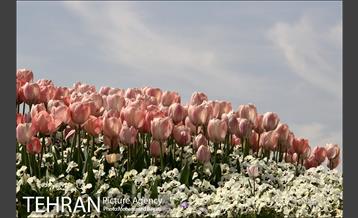 لاله آرایی در منطقه 20