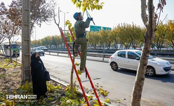 هرس درختان در منطقه 16