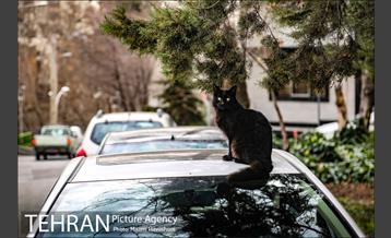 محله تجریش 9