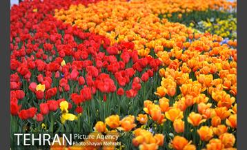 رویش گل های لاله در میدان آزادی 41