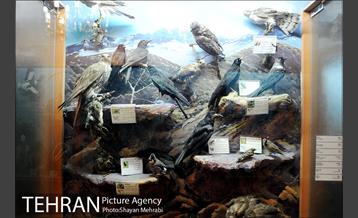 موزه حیات وحش هفت چنار 34