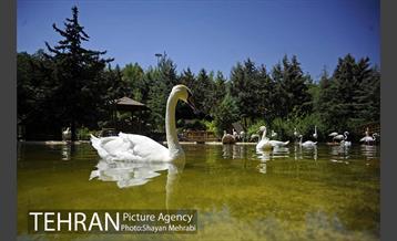 باغ پرندگان 48