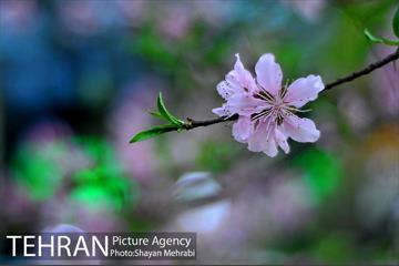 شکوفه های بهاری در پایتخت 4
