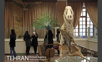 موزه آثار طبیعی و حیات وحش هفت چنار 15