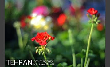 بازارچه نوروزی بساط گستران منطقه 12 4
