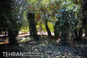 بوستان بسیج 26
