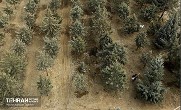 جابجایی اصولی 106 اصله درخت در منطقه 5 شهرداری 1