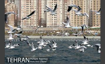 دریاچه شهدای خلیج فارس میزبان کاکاهای مهاجر 1