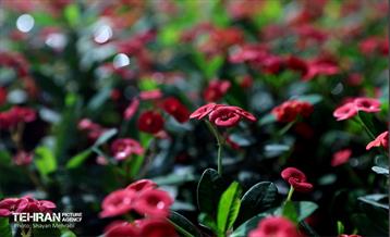 بیستمین نمایشگاه بین‌المللی گل و گیاه 64