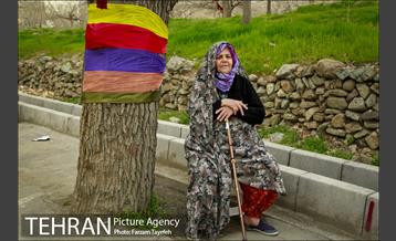 آرایش درختان کهنسال توت در محله کن 22