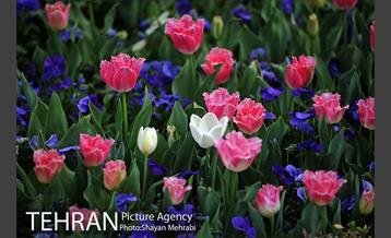 رویش گل های لاله در پارک شهر 14