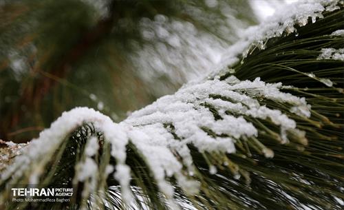 روز برفی در منطقه 22 20