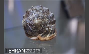 موزه طبیعت و حیات وحش ایران دارآباد‎ 11