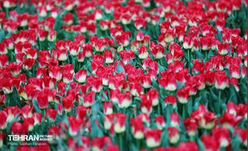 لاله‌ها میهمان باغ ایرانی 48
