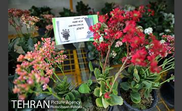 طرح گلماند در منطقه 18