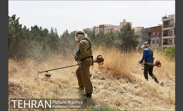 علف زنی بوستانهای تهران برای مقابله با آتش سوزی 9