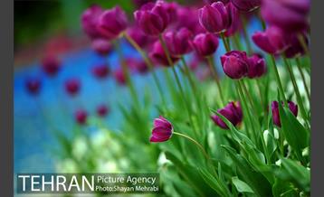 رویش گل لاله در پارک شهر 12