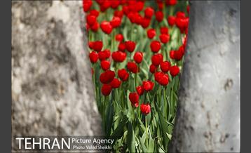 رویش گل های لاله در باغ ایرانی 7