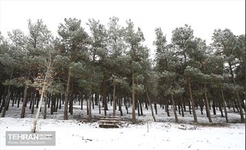 بارش برف زمستانی در بوستان سرخ حصار 3