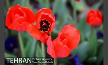 رویش گل های لاله در میدان آزادی 28