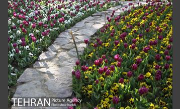 جشنواره لاله‌ها در بوستان زندگی محله هرندی 5