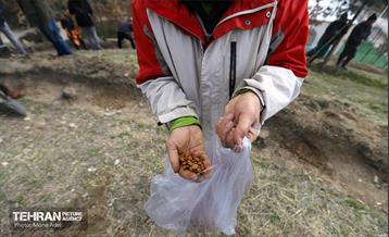 آیین کاشت گیاهان بومی پایتخت در برج میلاد 6