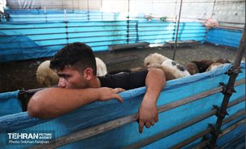 مرکز عرضه دام بهداشتی به مناسبت عید قربان 7