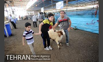 بازدید معاونین شهردار از جایگاه های عرضه دام زنده 22