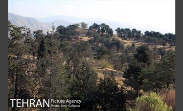 بازدید رئیس شورای شهر تهران از بوستان جنگلی چیتگر 11