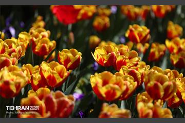 باغ ایرانی میزبان لاله‌ها 50