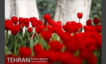 رویش گل های لاله در باغ ایرانی 4