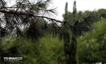 یک روز بارانی در منطقه 19 15