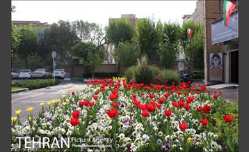 لاله آرایی در منطقه 20