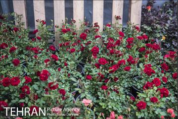 بازار گل شهید محلاتی 10
