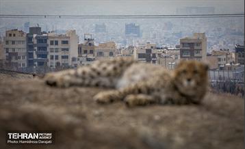 پیروز؛ پسر ایران 5