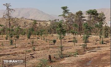 بازدید اصحاب رسانه از روند انجام عملیات احیای چیتگر 9