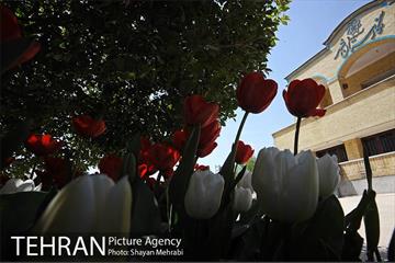رویش گل های لاله در بوستان گفتگو 7