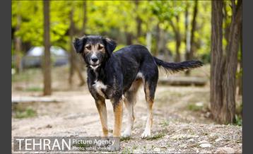 پارک ملی سرخه‌حصار 17