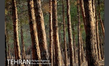 پارک جنگلی چیتگر 27