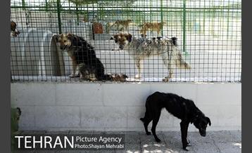 نقاهتگاه سگ های بدون صاحب واقع در آراد کوه 9