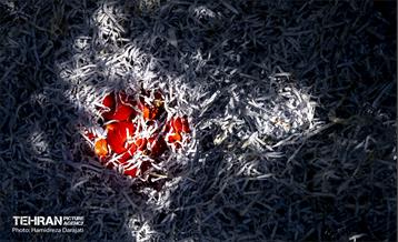 یـاقوت سرخ  14