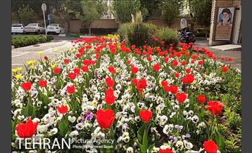 لاله آرایی در منطقه 20