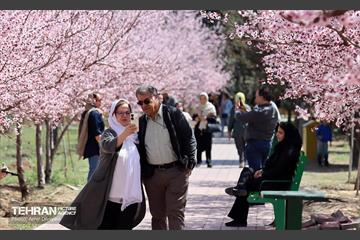 شکوفه‌های بهاری در بوستان سمن‌ها 12