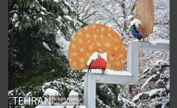روز برفی تهران در بوستان ملت 3