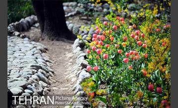 رویش گل های لاله در باغ ایرانی 21